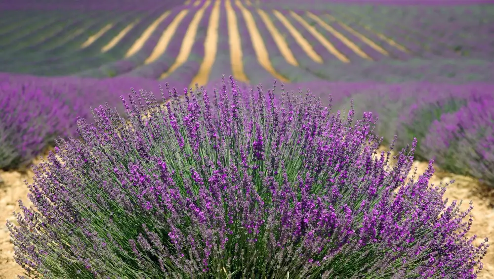 Herbs De Provence Recipe